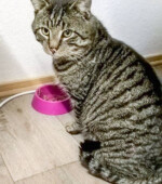 Merlin Svg+xml,%3Csvg%20xmlns%3D%22http%3A%2F%2Fwww.w3